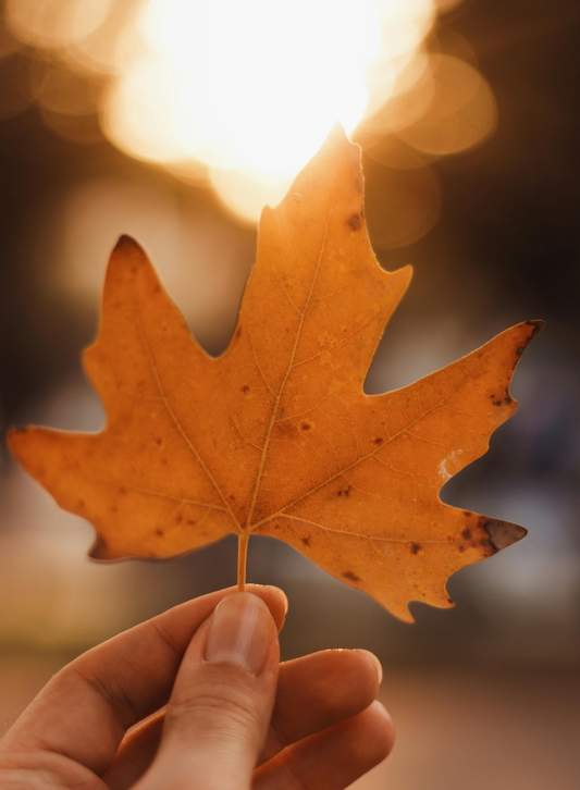 How to Choose the Best Date to Scatter Ashes: Is Autumn the Ideal Time?