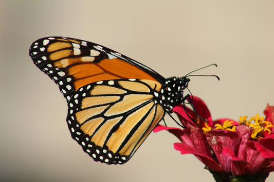 Creating a living legacy with eco-friendly memorials